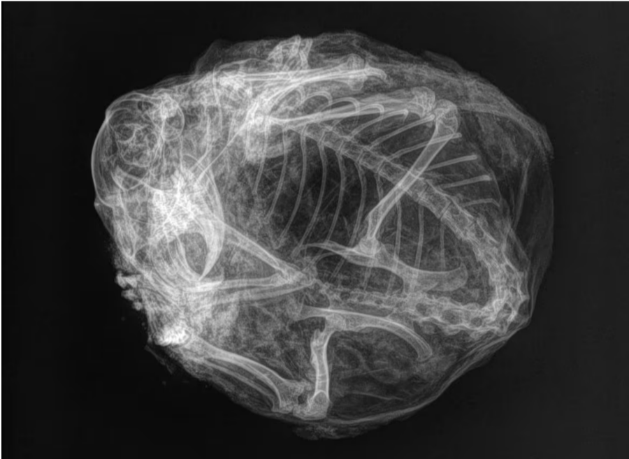 Йому 30 тисяч років: у Канаді знайшли ховраха часів льодовикового періоду (фото)